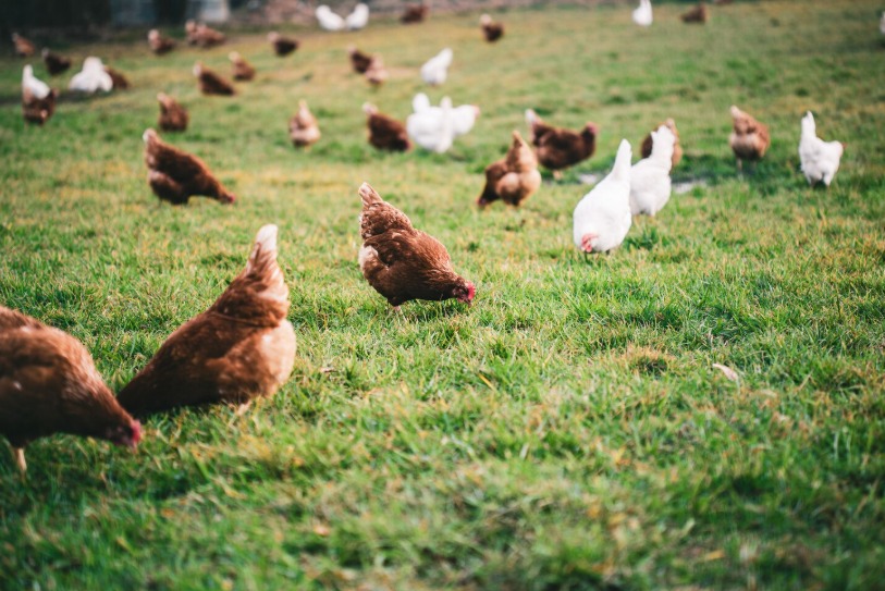Impacto de la gripe aviar en el suministro de huevos en España